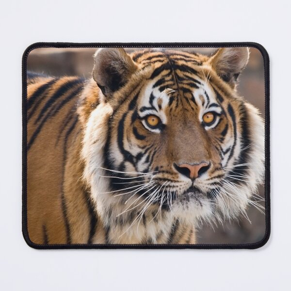 Item preview, Tiger designed and sold by Marc Scott-Parkin.