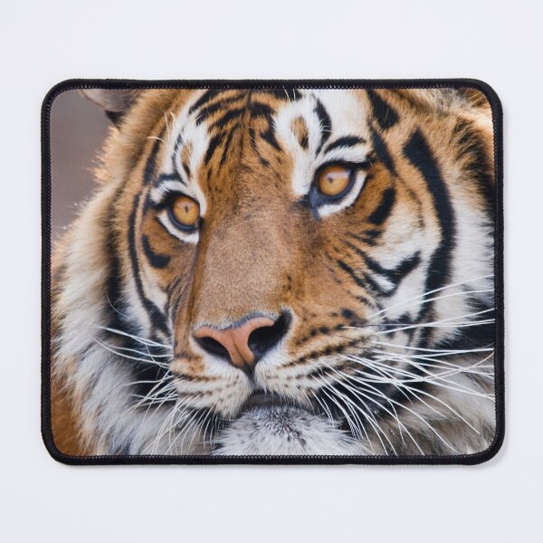 Item preview, Tiger designed and sold by Marc Scott-Parkin.