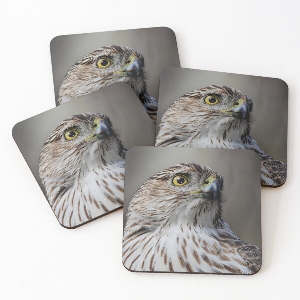 Item preview, Coopers Hawk designed and sold by James Cumming.