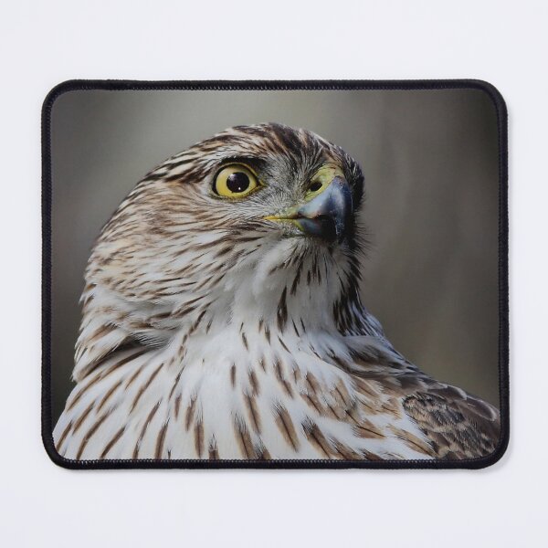 Item preview, Coopers Hawk designed and sold by James Cumming.