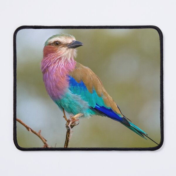 Item preview, Lilac-breasted Roller Colorful Bird designed and sold by Marc Scott-Parkin.