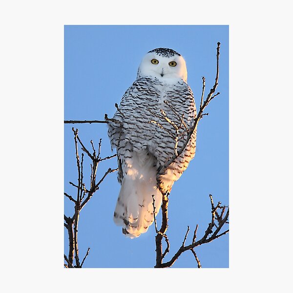 Snowy Owl Photographic Print