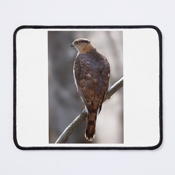Item preview, Cooper's Hawk profile designed and sold by James Cumming.