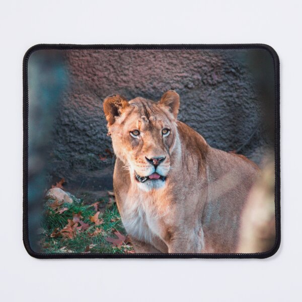 Item preview, Lioness prowling around an enclosure designed and sold by Michael Deemer.