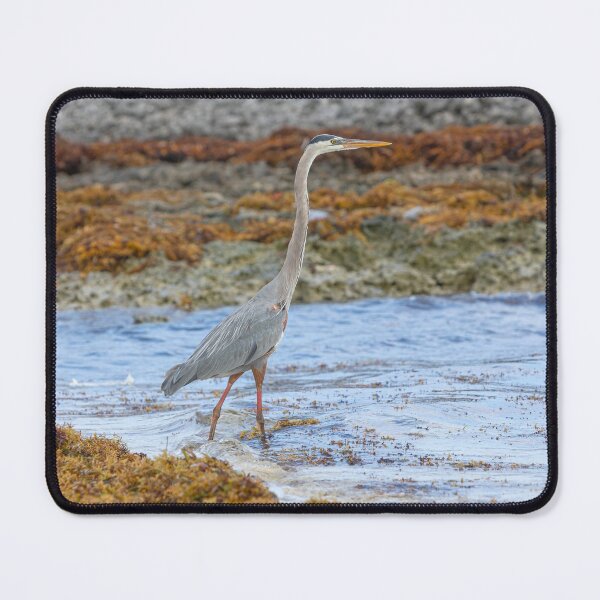 Item preview, Cuban Heron designed and sold by Dave Hare Photography.