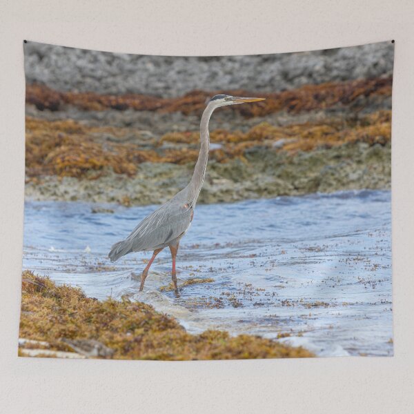 Item preview, Cuban Heron designed and sold by Dave Hare Photography.