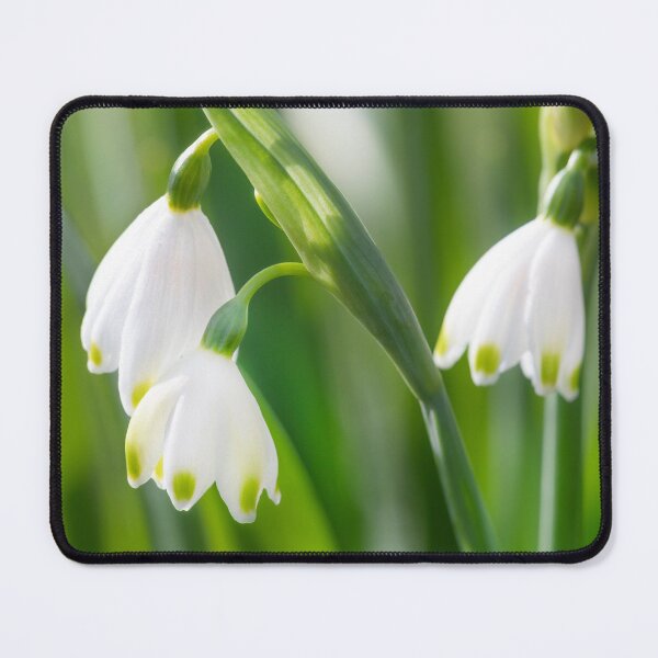 Item preview, Snowdrops designed and sold by Dave Hare Photography.