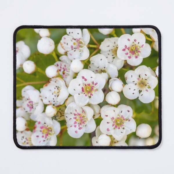 Item preview, Small White Blossoms designed and sold by Dave Hare Photography.
