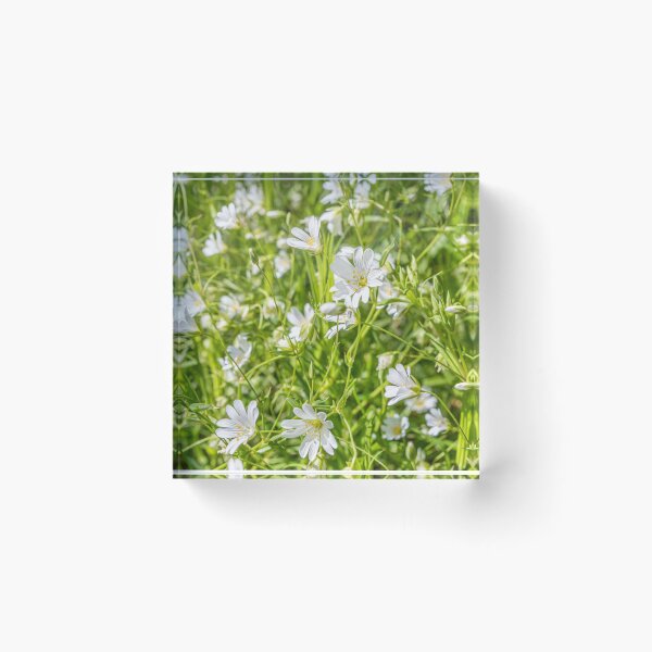 Item preview, White Anenomes designed and sold by Dave Hare Photography.