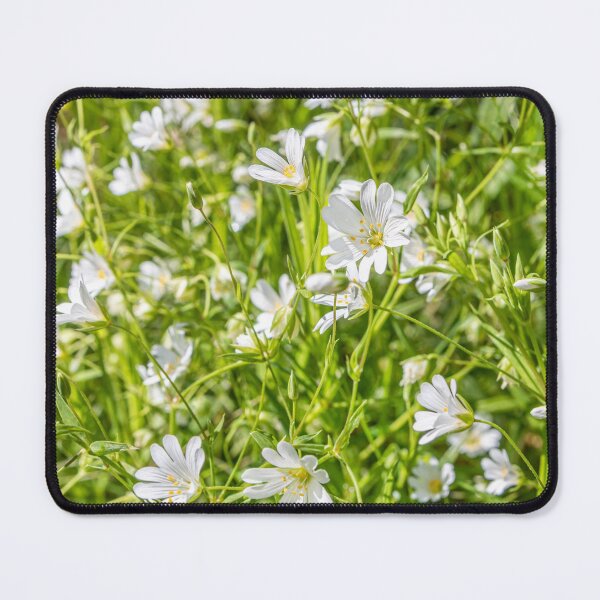 Item preview, White Anenomes designed and sold by Dave Hare Photography.