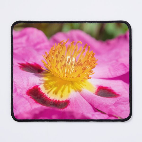 Item preview, Cistus albidus designed and sold by Dave Hare Photography.