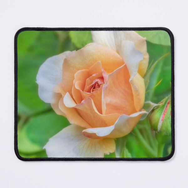 Item preview, Orange Rose designed and sold by Dave Hare Photography.