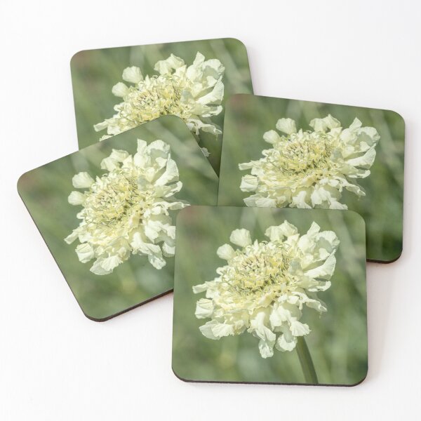 Item preview, Scabiosa columbaria designed and sold by Dave Hare Photography.