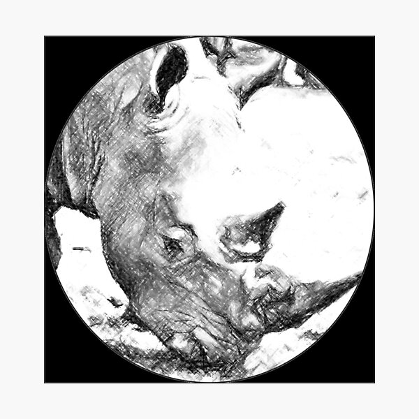 White rhino head in pencil sketch Photographic Print