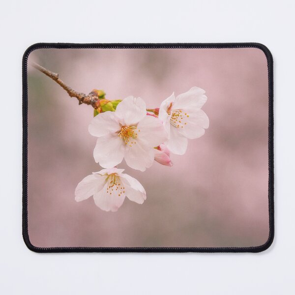 Item preview, Spring Burst - Japanese Cherry Blossom (Sakura) designed and sold by Jordan McChesney.