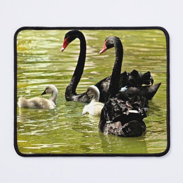 Item preview, Swans and Cygnets Black Swan Family designed and sold by Anna Lemos.