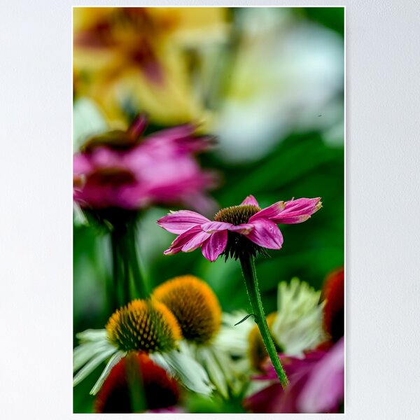Item preview, Purple Cone Flower designed and sold by Michael Cummings.