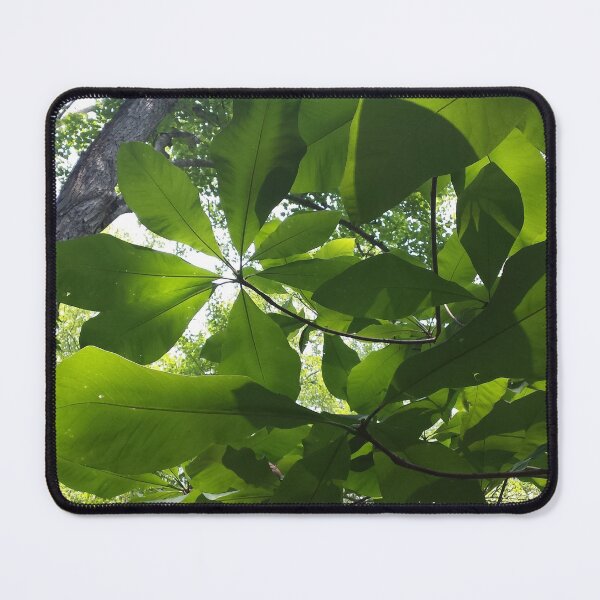 Item preview, Light through leaves designed and sold by zchriswit.