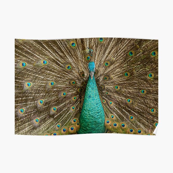 1070+ Gambar Burung Merak Poster Gratis Terbaik