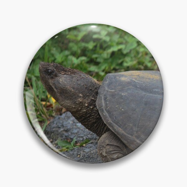 Item preview, Native Snapping Turtle Study 1 designed and sold by chstudios.