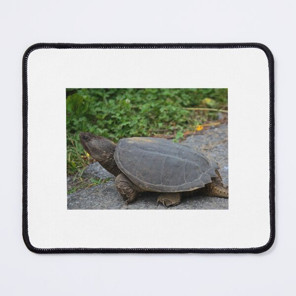 Item preview, Native Snapping Turtle Study 1 designed and sold by chstudios.