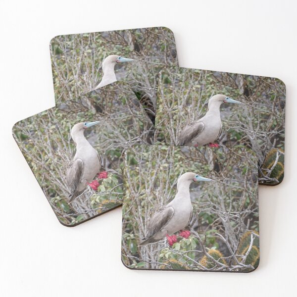 Item preview, Galapagos Red Footed Booby designed and sold by PhotoArt by Joan Carroll.