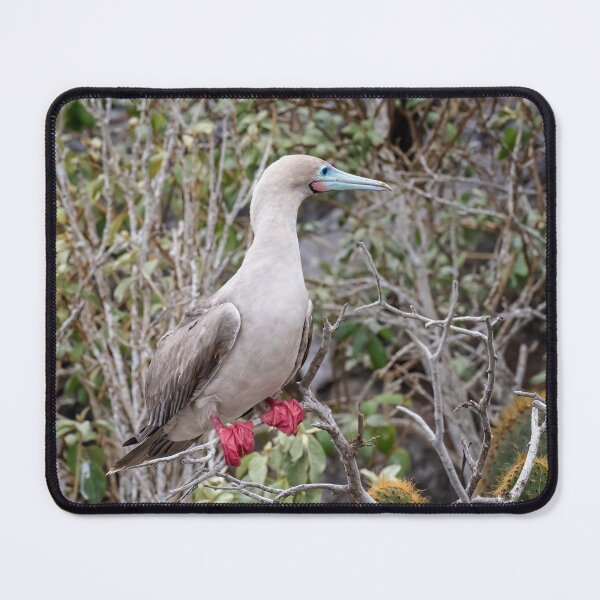 Item preview, Galapagos Red Footed Booby designed and sold by PhotoArt by Joan Carroll.