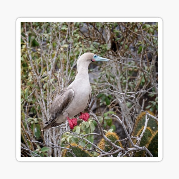 Red Footed Booby Stickers for Sale