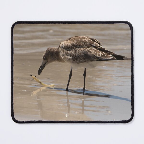 Item preview, Laughing Gull and  shrimp designed and sold by Zina Stromberg.