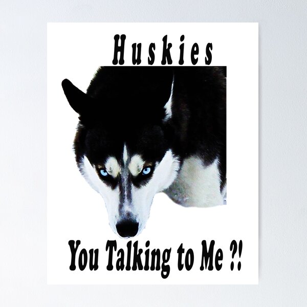 Huskies You Talking to Me?!