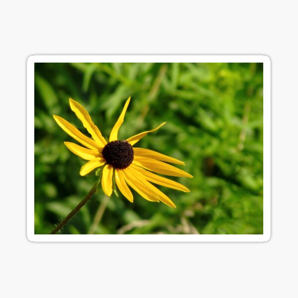 Item preview, Black Eyed Susan designed and sold by inklingsphotos.