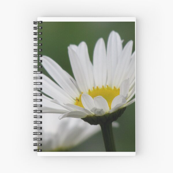 Item preview, Delightful Daisies designed and sold by inklingsphotos.