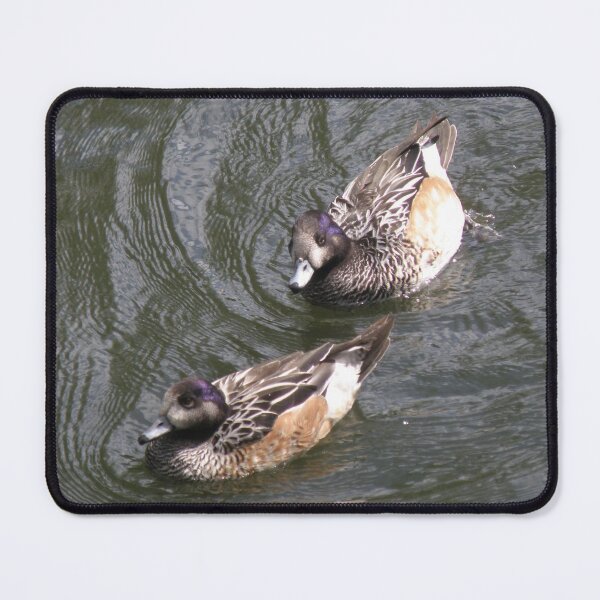 Item preview, Chiloe Wigeon Ducks Follow the Leader Photograph designed and sold by naturegallery.
