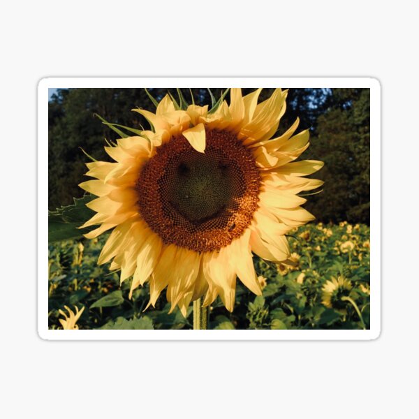 Item preview, Smiley face sunflower designed and sold by randomartistkc.