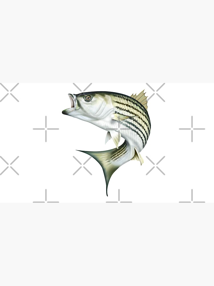 Striped Bass by iColor4U