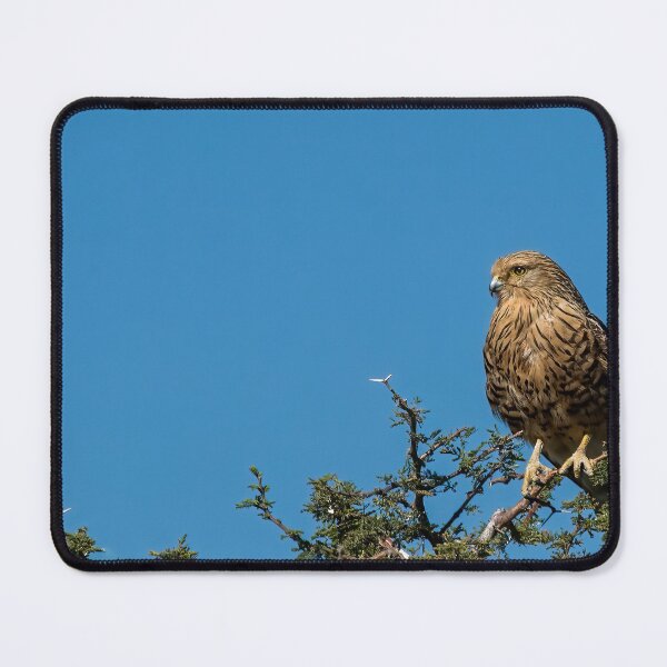 Item preview, Greater Kestrel On Watch designed and sold by Kay Brewer.