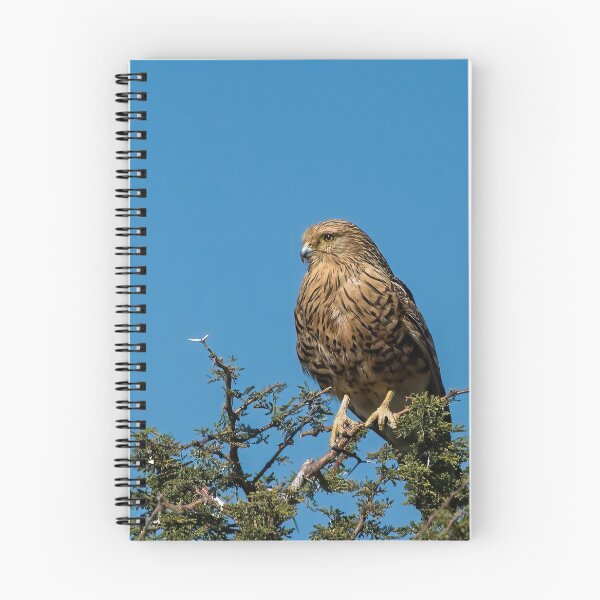 Item preview, Greater Kestrel On Watch designed and sold by Kay Brewer.