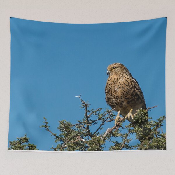 Item preview, Greater Kestrel On Watch designed and sold by Kay Brewer.