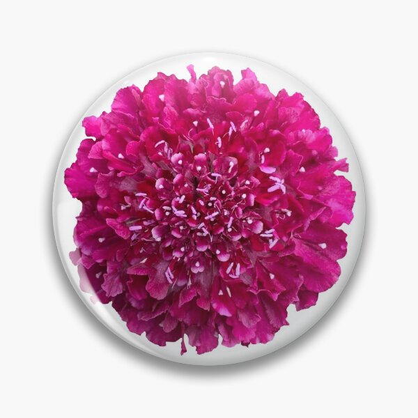 Item preview, Pink Scabious Flower Still Life Floral Photography designed and sold by CottoVerdi.