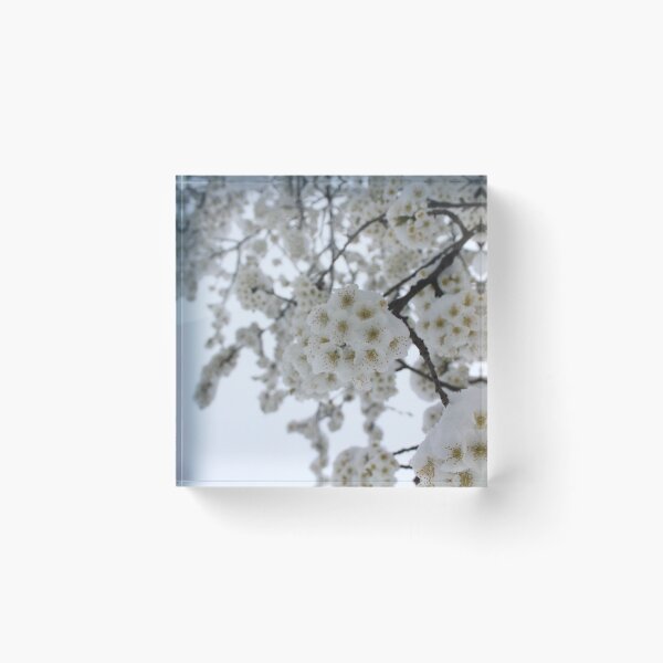 Item preview, H0018 Snowy Blooms designed and sold by photographyemd.