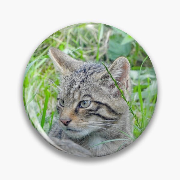 Item preview, A Gorgeous Scottish Wildcat Kitten designed and sold by Karen Thomson.