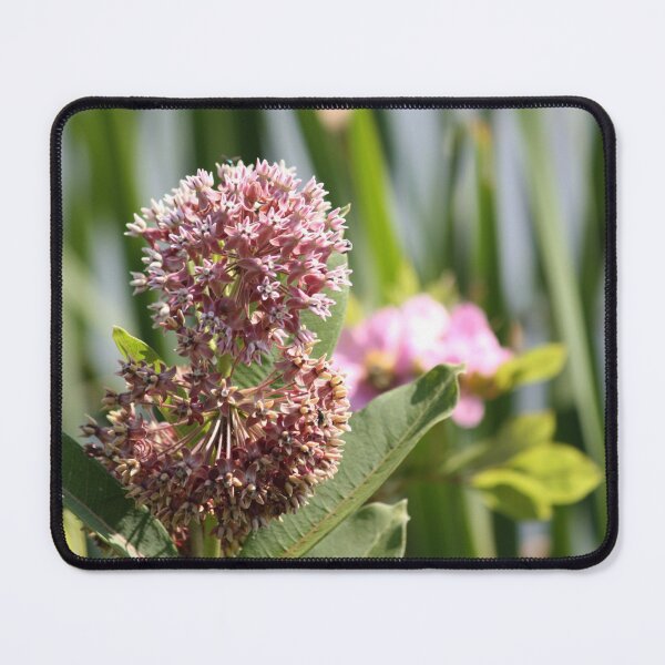 Item preview, Native Swamp Milkweed study 1 designed and sold by chstudios.