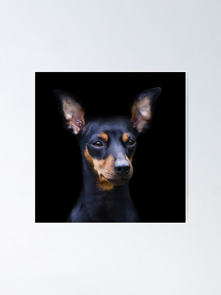 Doberman biting on toy available as Framed Prints, Photos, Wall