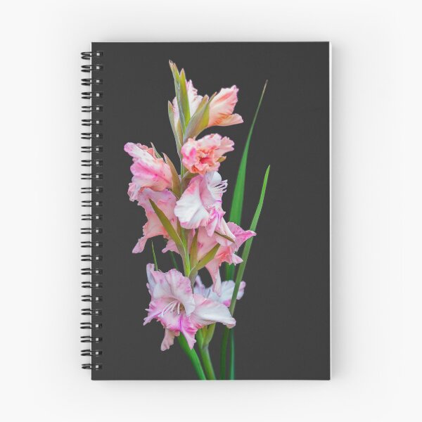 Item preview, Gladiolus pink on a dark background designed and sold by Benjamin Gelman.