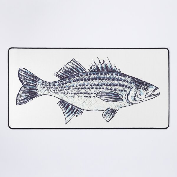 Striped Bass Fish Modern Illustration - Set of 3