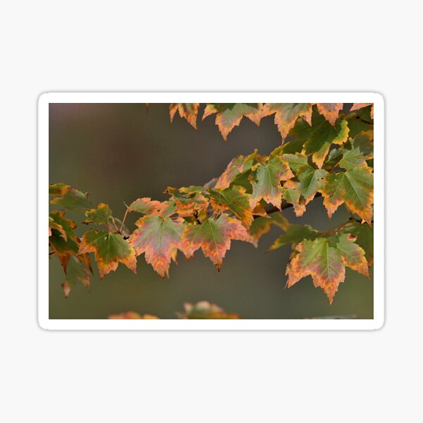 Tree Trimming Stickers Redbubble