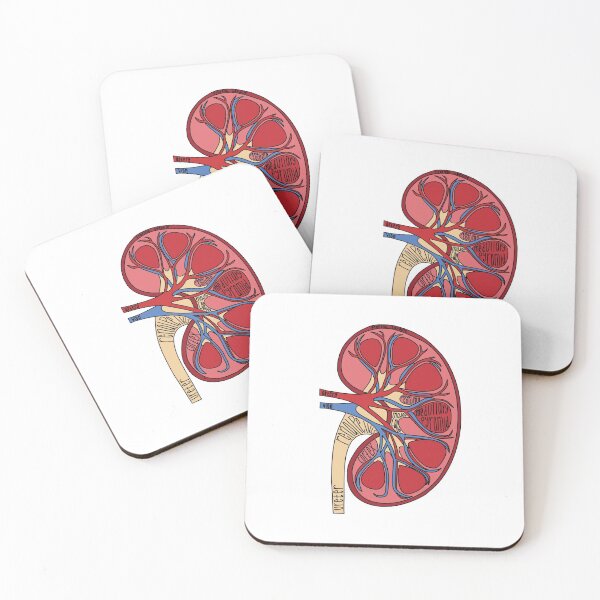 Item preview, Labeled Kidney Anatomy designed and sold by Katherine Winner.
