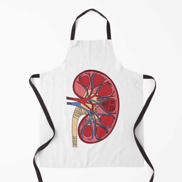 Item preview, Labeled Kidney Anatomy designed and sold by Katherine Winner.