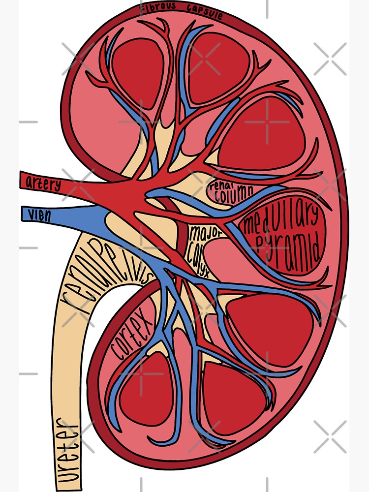 Diagram of blood vessels in a kidney vintage Vector Image
