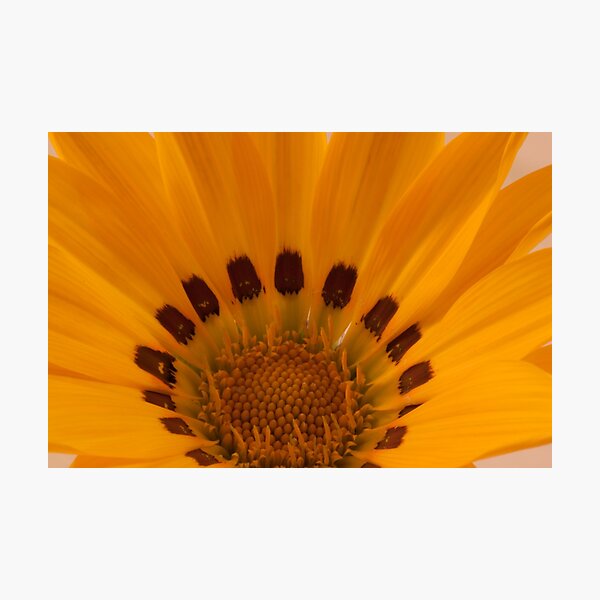Item preview, Gazania Macro Details designed and sold by Sandra Foster.